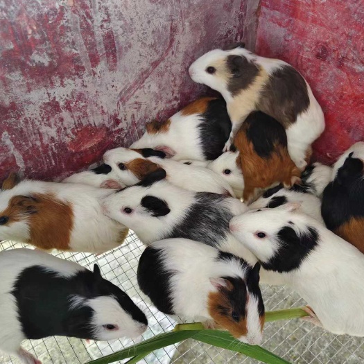 宾阳县豚鼠荷兰鼠实验鼠养殖豚鼠种苗 母苗
