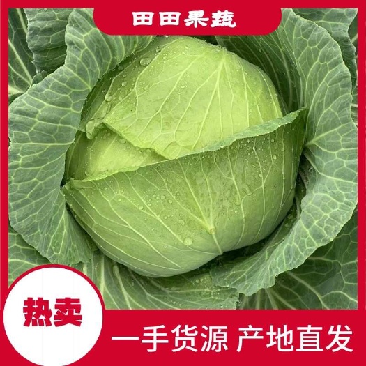 【推荐】湖北京丰扁包菜甘蓝基地直供现砍现装一手货源对接全国市