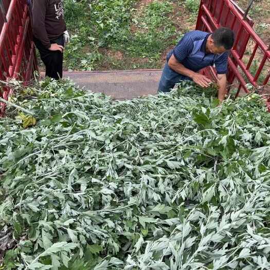  艾草苗
