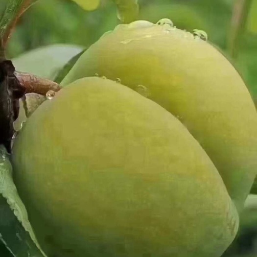 镇宁县蜂糖李
