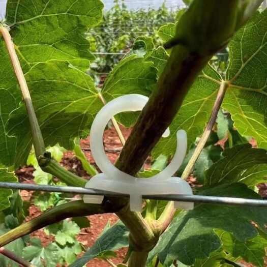 无棣县葡萄绑枝钩果树绑蔓扣猕猴桃枝蔓固定卡葡萄挂钩葡萄绑枝卡扣