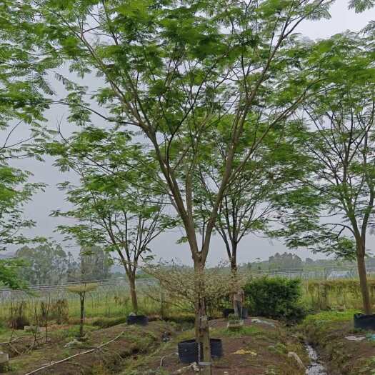 普宁市凤凰木15-18-20-25公分现货供应支持现场视频看货