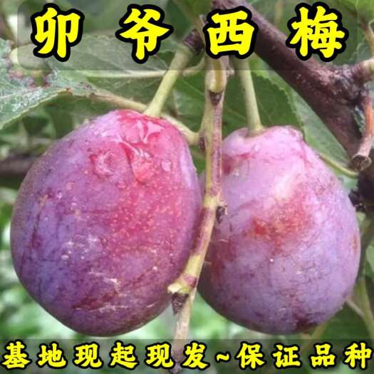 卯爷西梅苗 品种纯真 基地现起现发 根系发达成活率高死苗补发