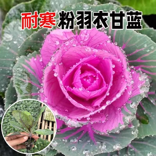 寿光市粉羽衣甘蓝苗秧带土发货紫绿粉羽甘蓝种子食用观赏耐寒盆栽花卉