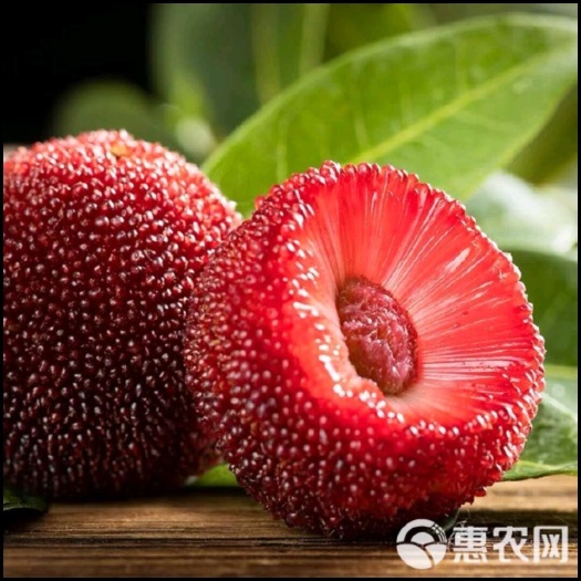 东魁大杨梅