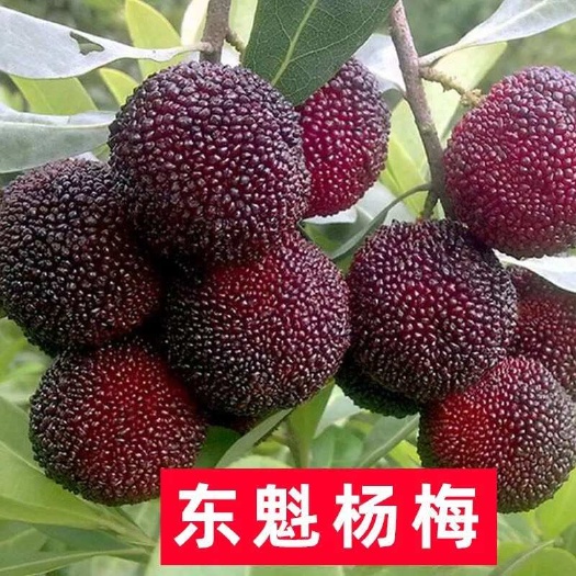 灵山县品质保证杨梅果树苗嫁接苗早熟白杨梅水晶东魁杨梅黑碳杨梅杨梅树