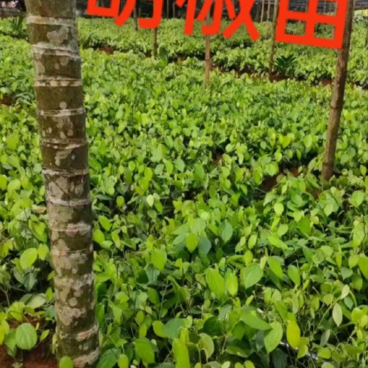 海南胡椒