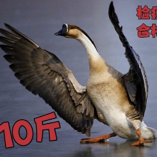 松原现杀新鲜鹅肉雁鹅 整只鹅散养鹅农家老鹅大白鹅雁鹅极速发货