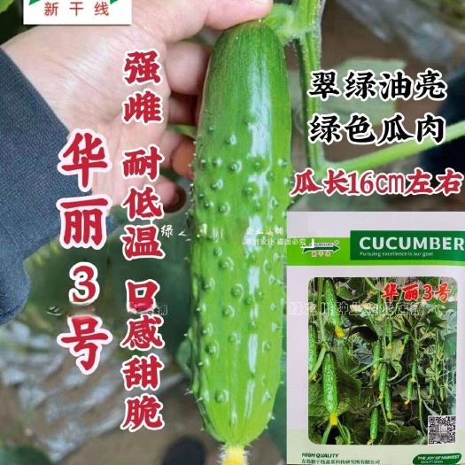 沭阳县新干线华丽3号旱黄瓜种子油亮强雌性水果黄瓜种子口感甜脆耐低温