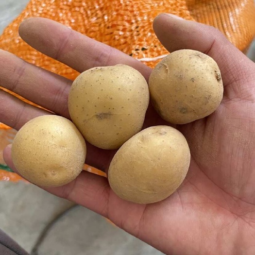 迷你土豆 高山 抗土豆 炸土豆 小土豆 罐头土豆 黄皮黄心