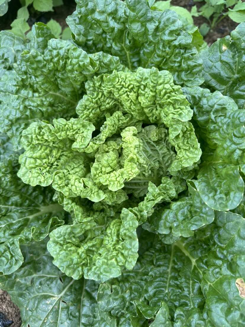 麻叶菜