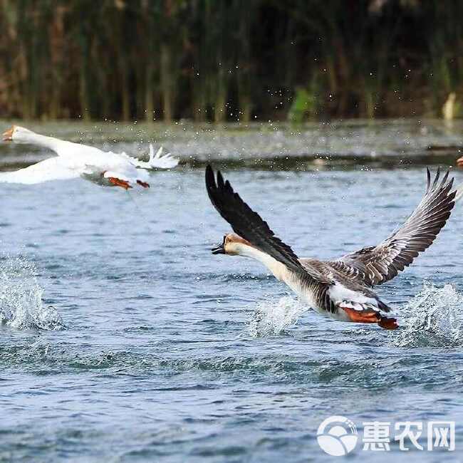 现杀新鲜鹅肉雁鹅 整只鹅散养鹅农家老鹅大白鹅雁鹅非乌鬃鹅