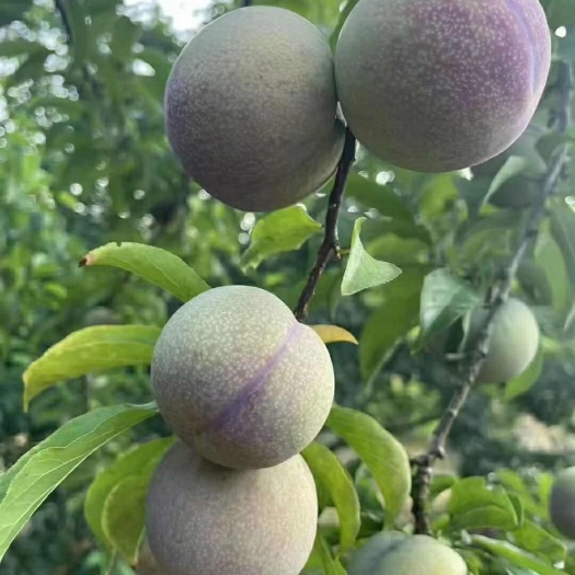 翁源县三华李