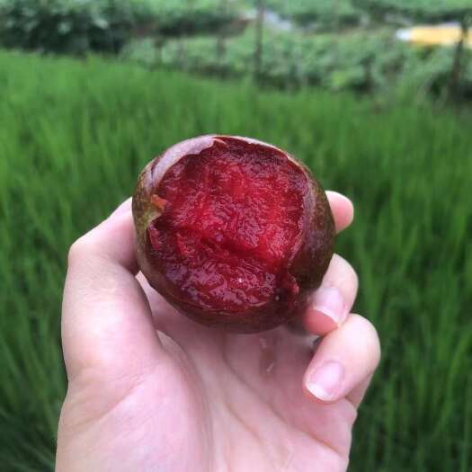 翁源县翁源三华李甘甜可口保质保量李子种植原产地批发代发不酸很甜