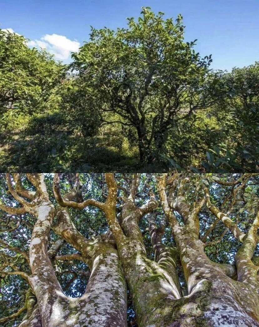 九台坡百年古树茶清甜爽口香甜度高24年春一手茶发全国量大优惠