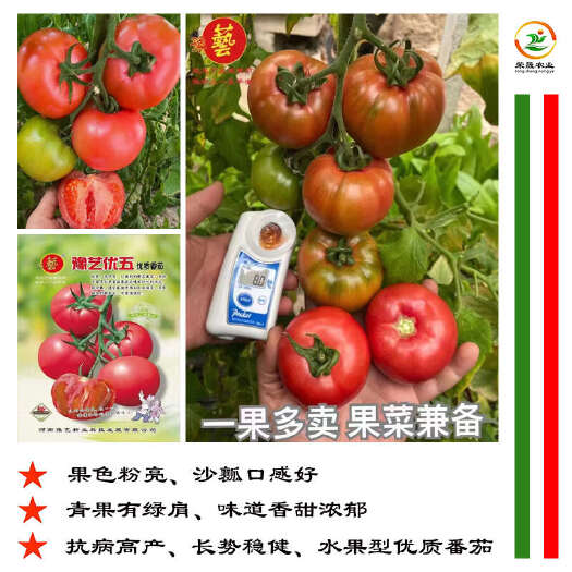 寿光市豫艺优五水果型草莓番茄种子丰产抗病大口感沙瓤西红柿洋柿子种籽