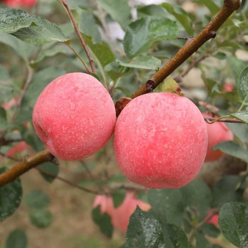 山東紅富士蘋果