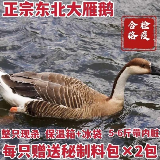 松原现杀新鲜鹅肉雁鹅 整只鹅散养鹅农家老鹅大白鹅雁鹅非灰鹅