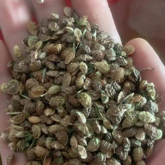 陇西县红豆草种子（牧草种子）