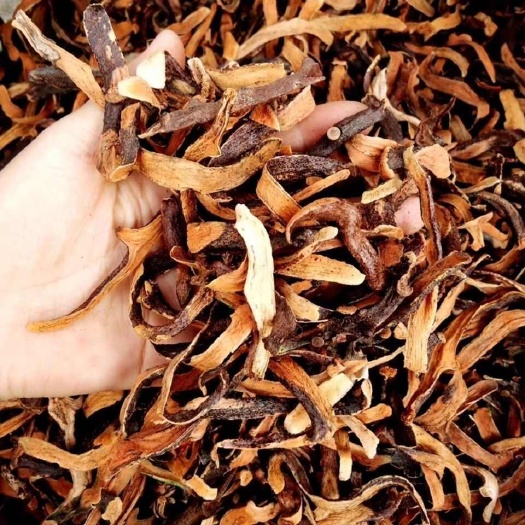 秦岭深山新鲜骨碎补毛姜爬岩姜接骨姜中药材石碎补包邮