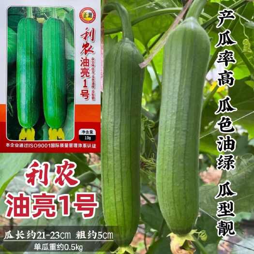 利农油亮1号丝瓜种子瓜色油亮短丝瓜种籽喜肥喜湿产瓜率高肉丝瓜