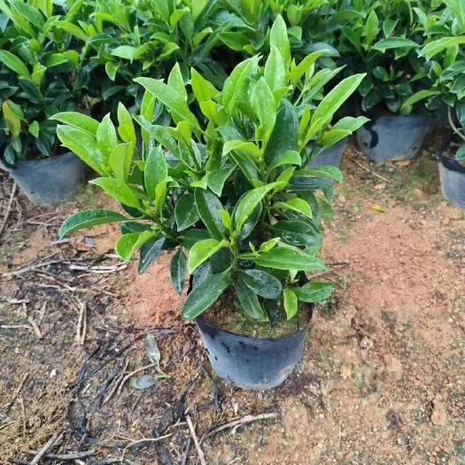 惠来县非洲茉莉小袋中袋布袋苗