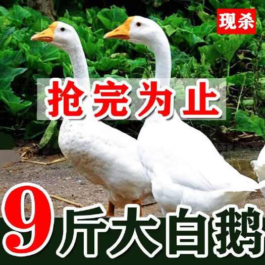 焦作农家散养现杀大白鹅土鹅老鹅嫩鹅肉鹅青年鹅草鹅雁鹅白鹅
