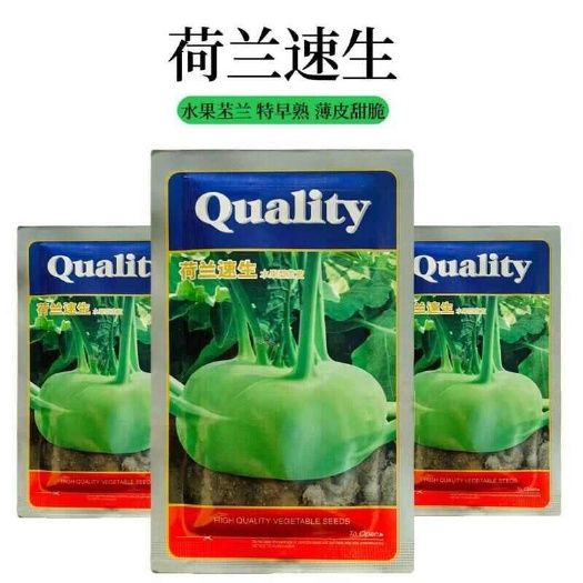 水果苤蓝种子 荷兰速生特早熟水果苤蓝种子