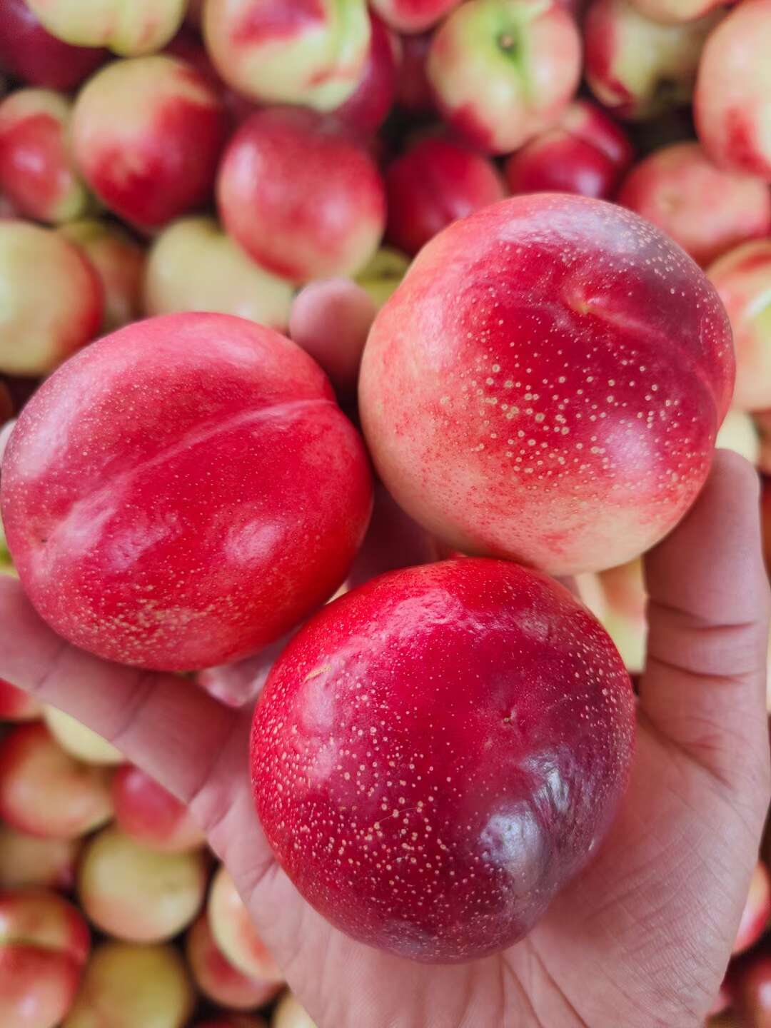 中油十六，十八，金硕油桃