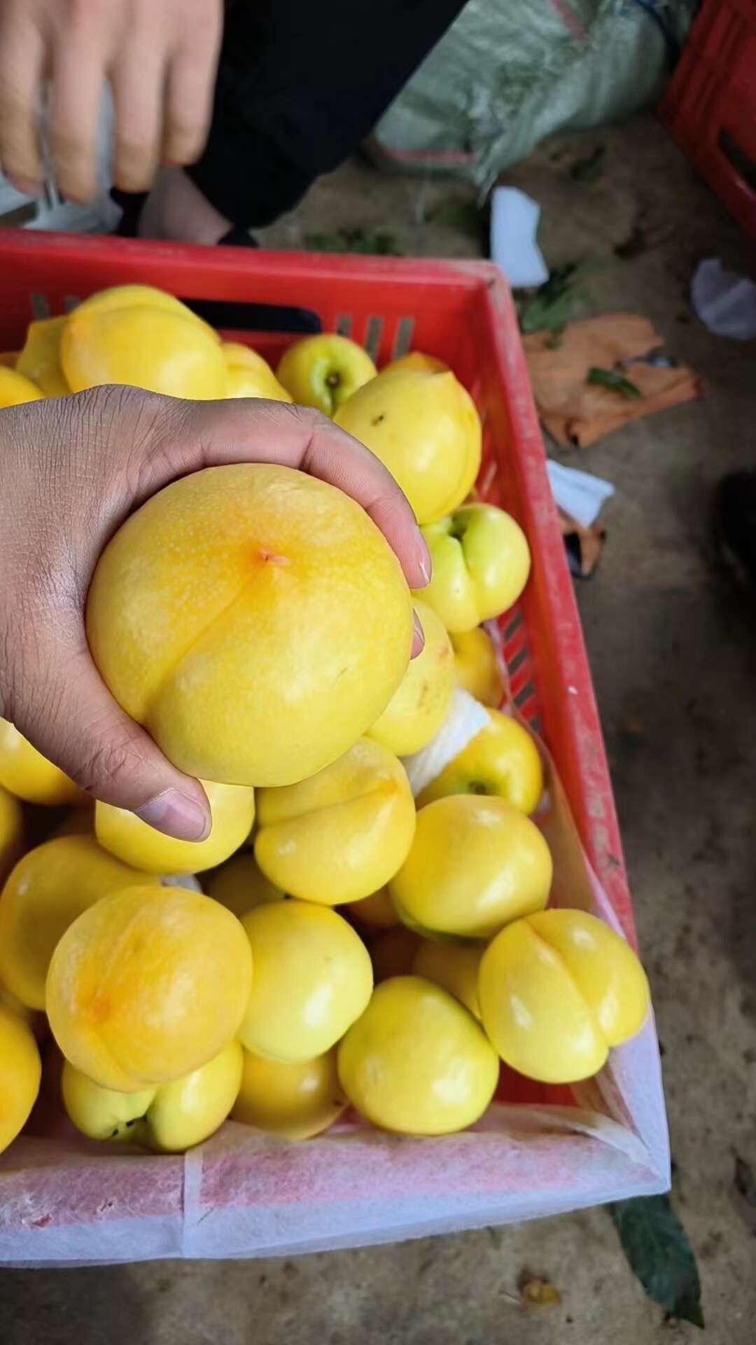 中油十六，十八，金硕油桃