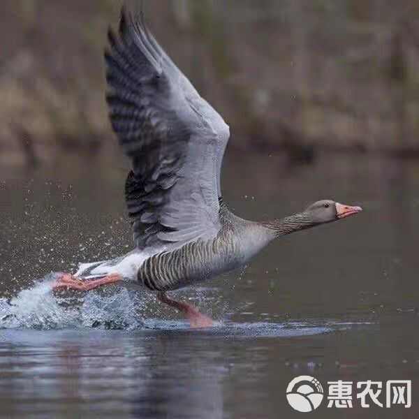 现杀新鲜鹅肉雁鹅 整只鹅散养鹅农家老鹅大白鹅雁鹅郎德鹅