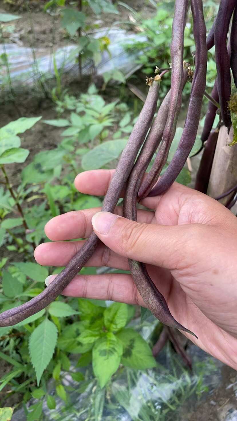 紫花四季豆