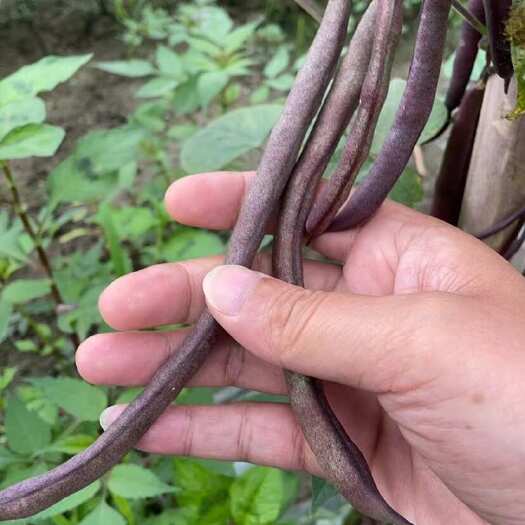 务川县紫花四季豆