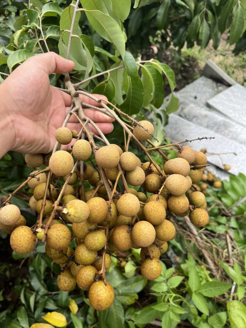 石硖，龙眼