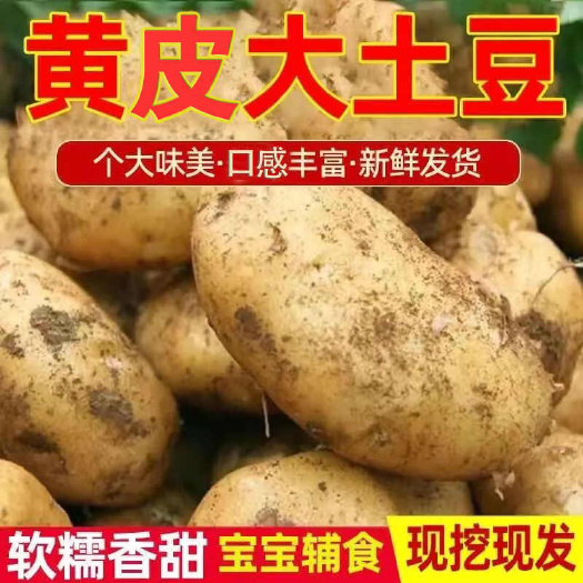 睢县黄心土豆
