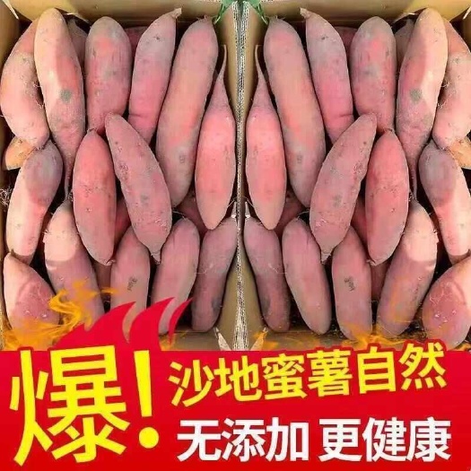 龙九品种，红薯品种