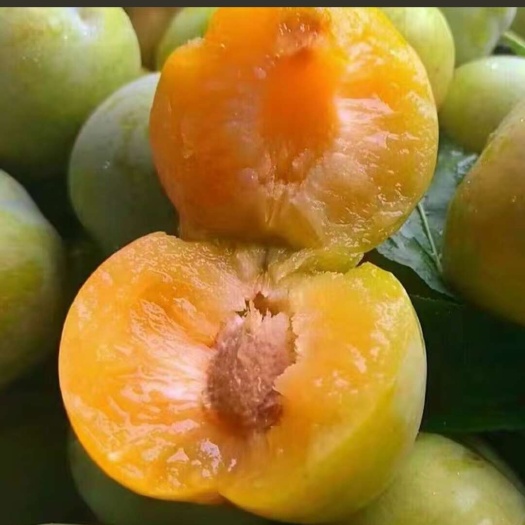 镇宁县蜂糖李