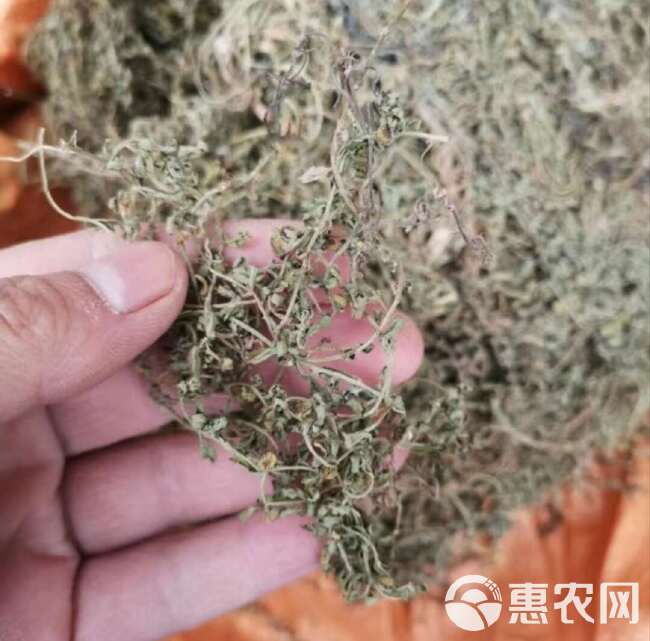 【原生原色】鹅不食胡荽鹅，新鲜采摘，自然晾晒，精选品质