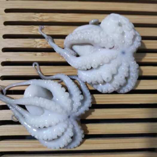 北海八爪鱼 章鱼