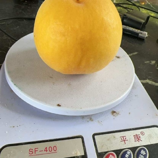含山县黄金蜜黄桃