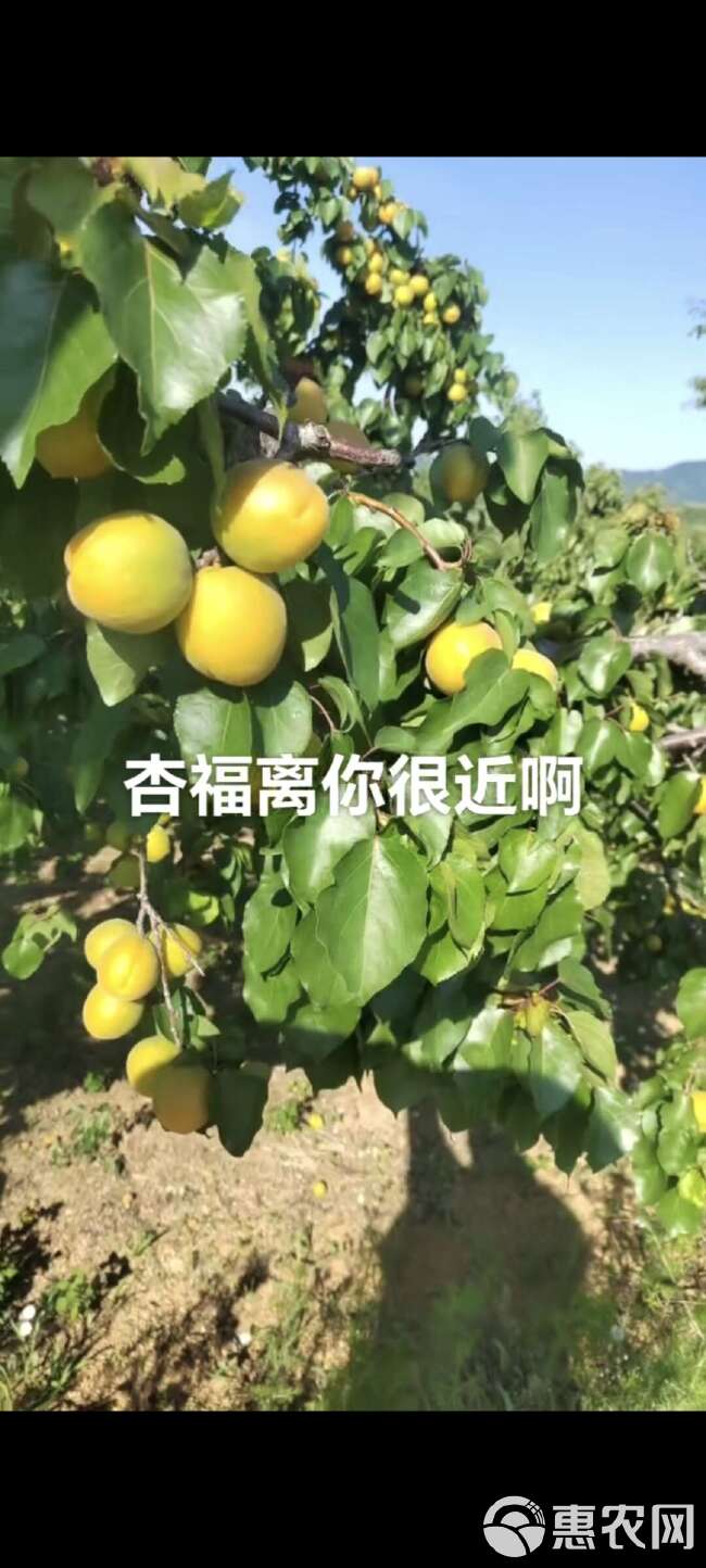 金太阳