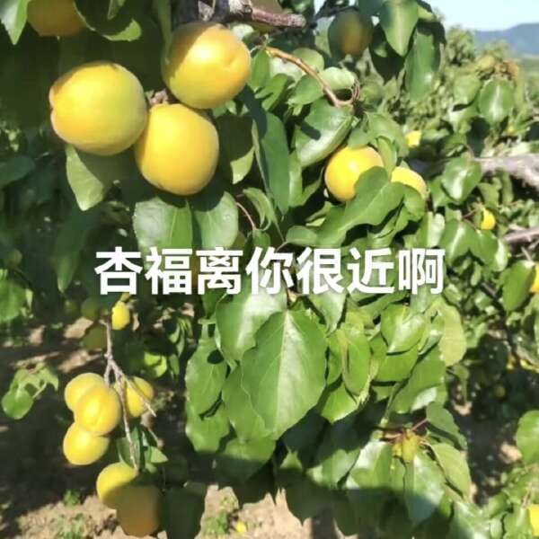 金太阳