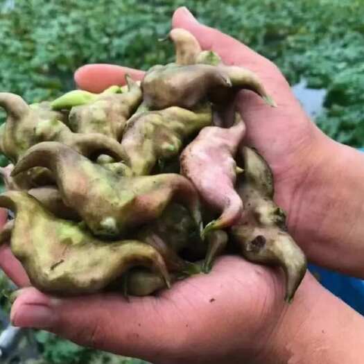 肥东县纯老菱角