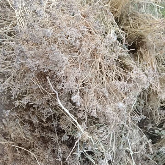 尉犁县新疆当季新货孜然