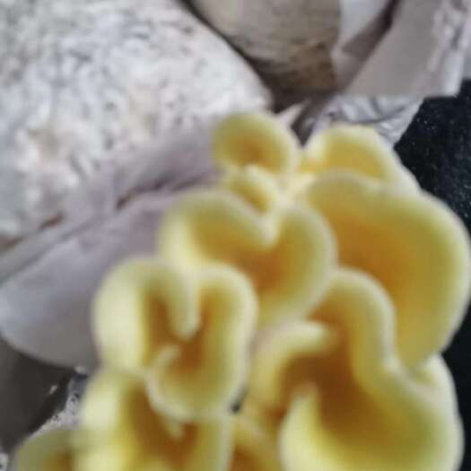 罗田县鸡油菌