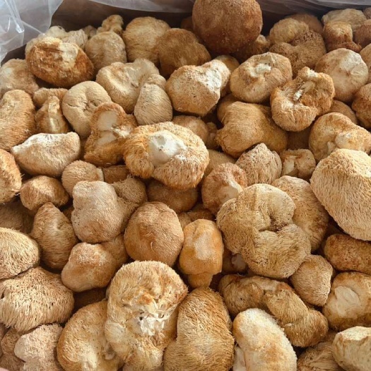 佛山猴头菇 展会 地摊 电商 长白山猴头菇干 干猴头菇 蘑菇
