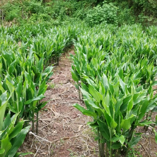 来凤县阳荷量大个头均匀