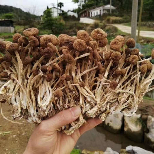 广昌县江西茶树菇、不开伞茶树菇、江西3号茶树菇，农家自产自销茶树菇