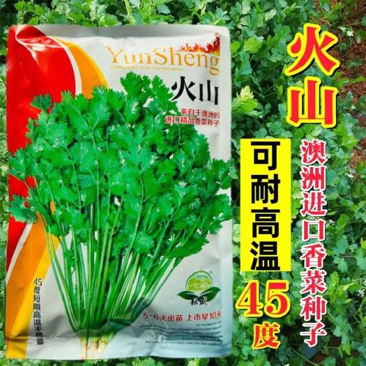 澳洲火山耐热香菜种子 美国耐热香菜种子芫荽种子铁杆油面