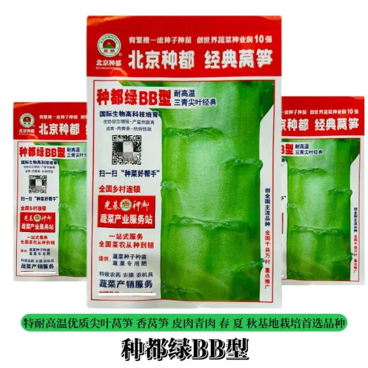 种都绿BB型耐高温圆叶莴笋种子 夏秋播种三青尖叶莴笋种子